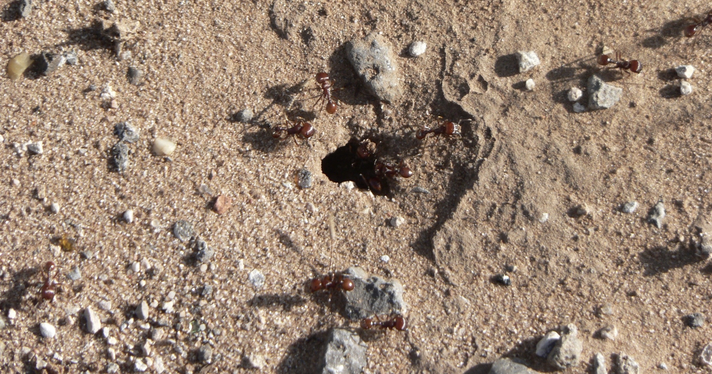 Harvester Ants Use a Feedback Control Algorithm