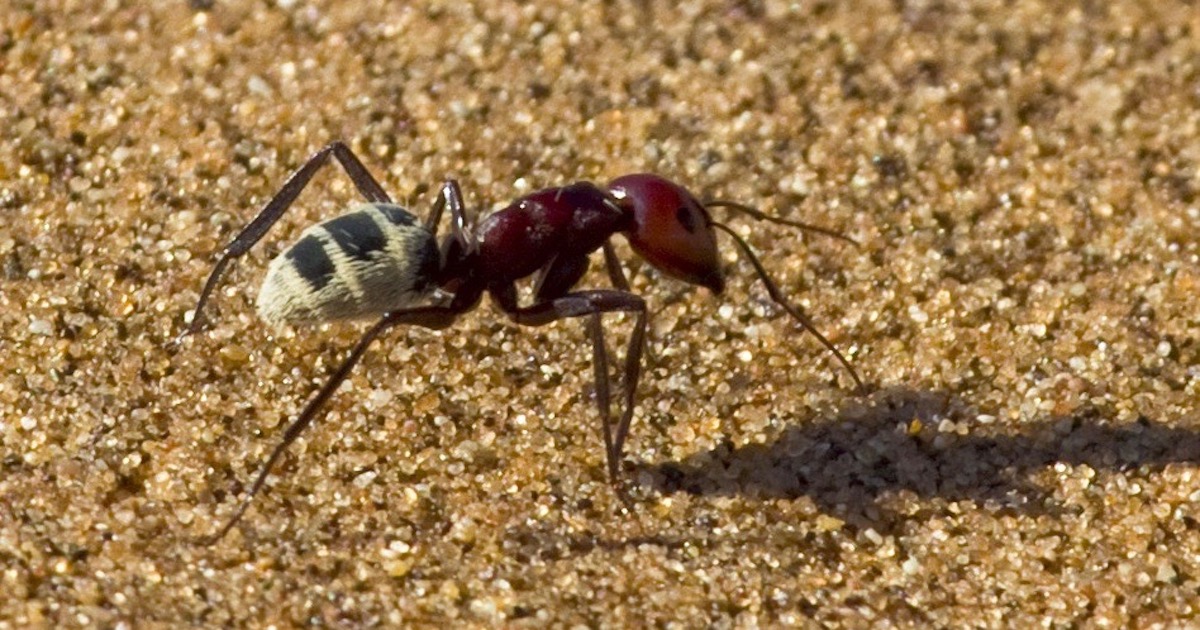 Ants Do Trigonometry: A Problem for Darwinism