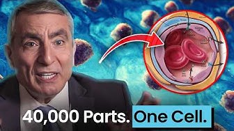 Why Protocell Experiments Don’t Resemble Real Cells