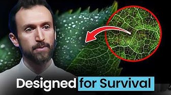 Leaves Are the Most Advanced Solar Technology on Earth
