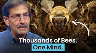 Bees Form a Superorganism—And It’s Terrifyingly Brilliant