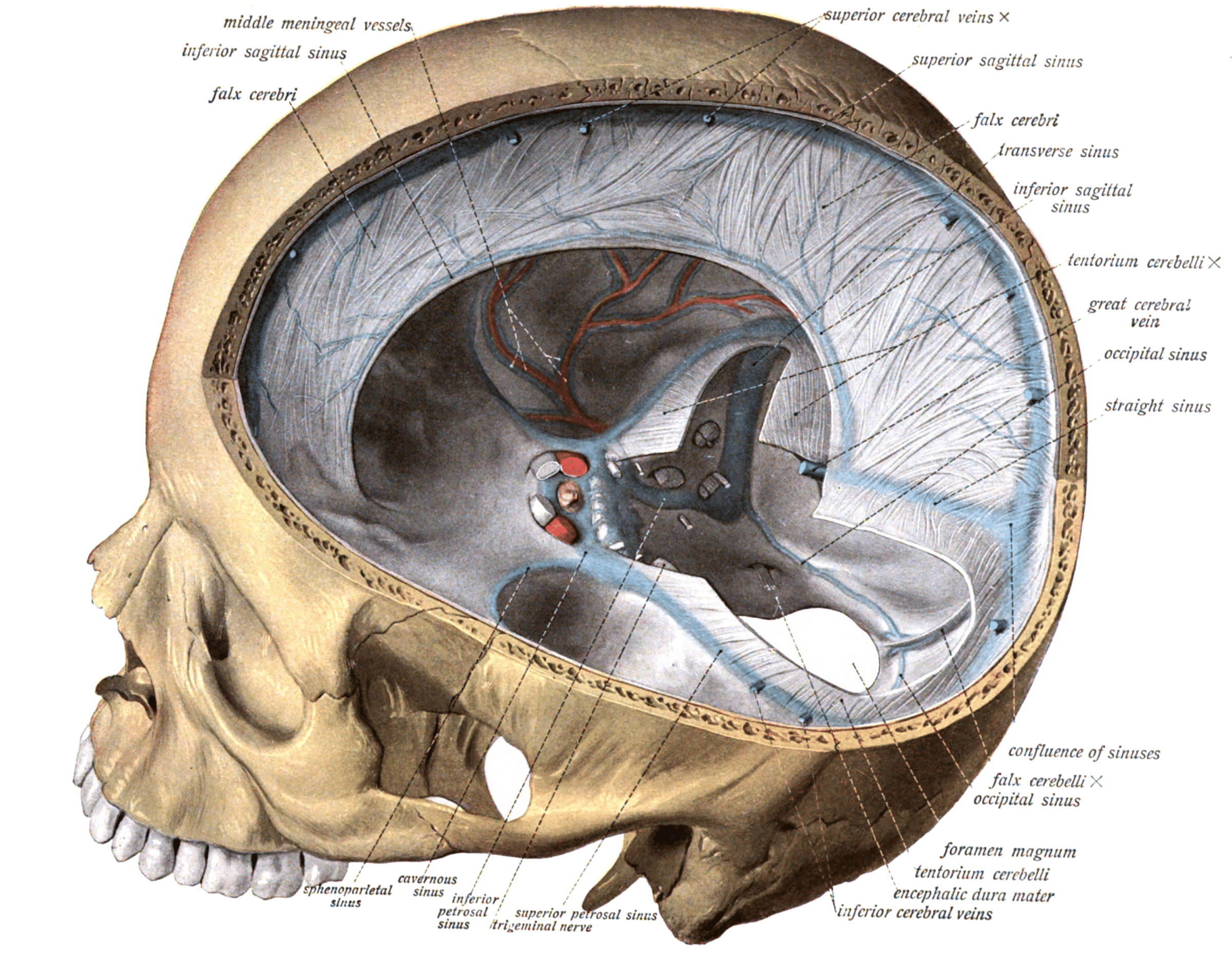 Ben Carson, John West: Human Equality in a Neurosurgeon’s View