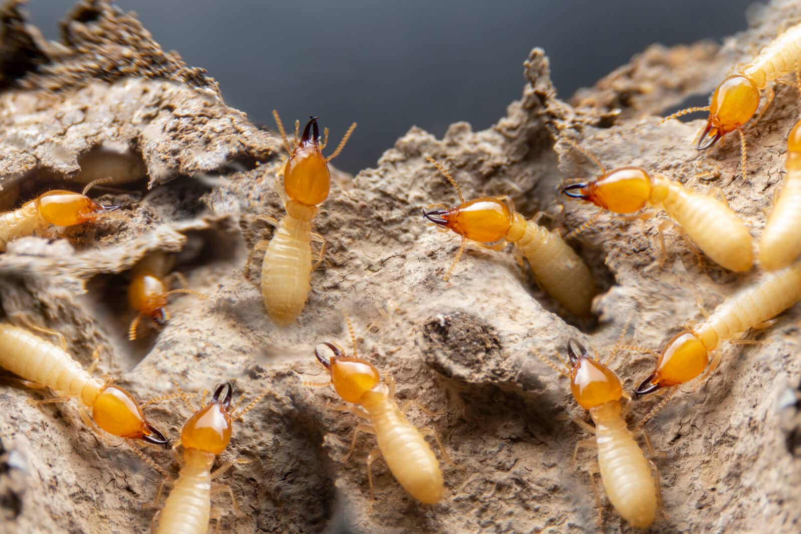 Monday Micro Softy 81: Termites Are Surprisingly Smart