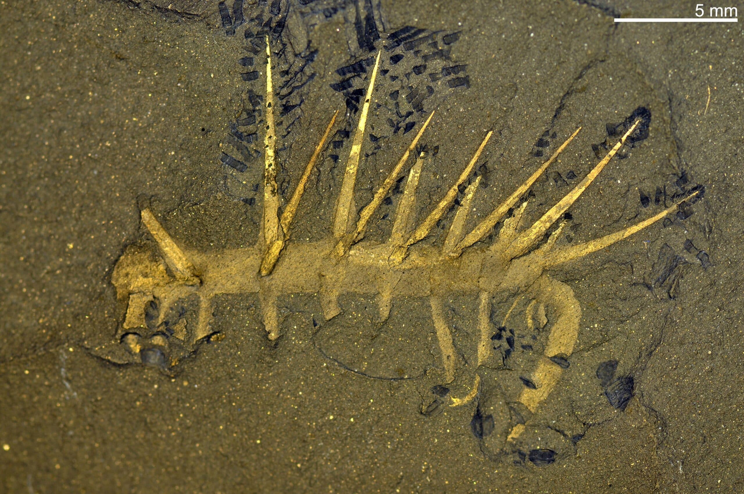 Cambrian Explosion Remains the Gift that Keeps on Giving