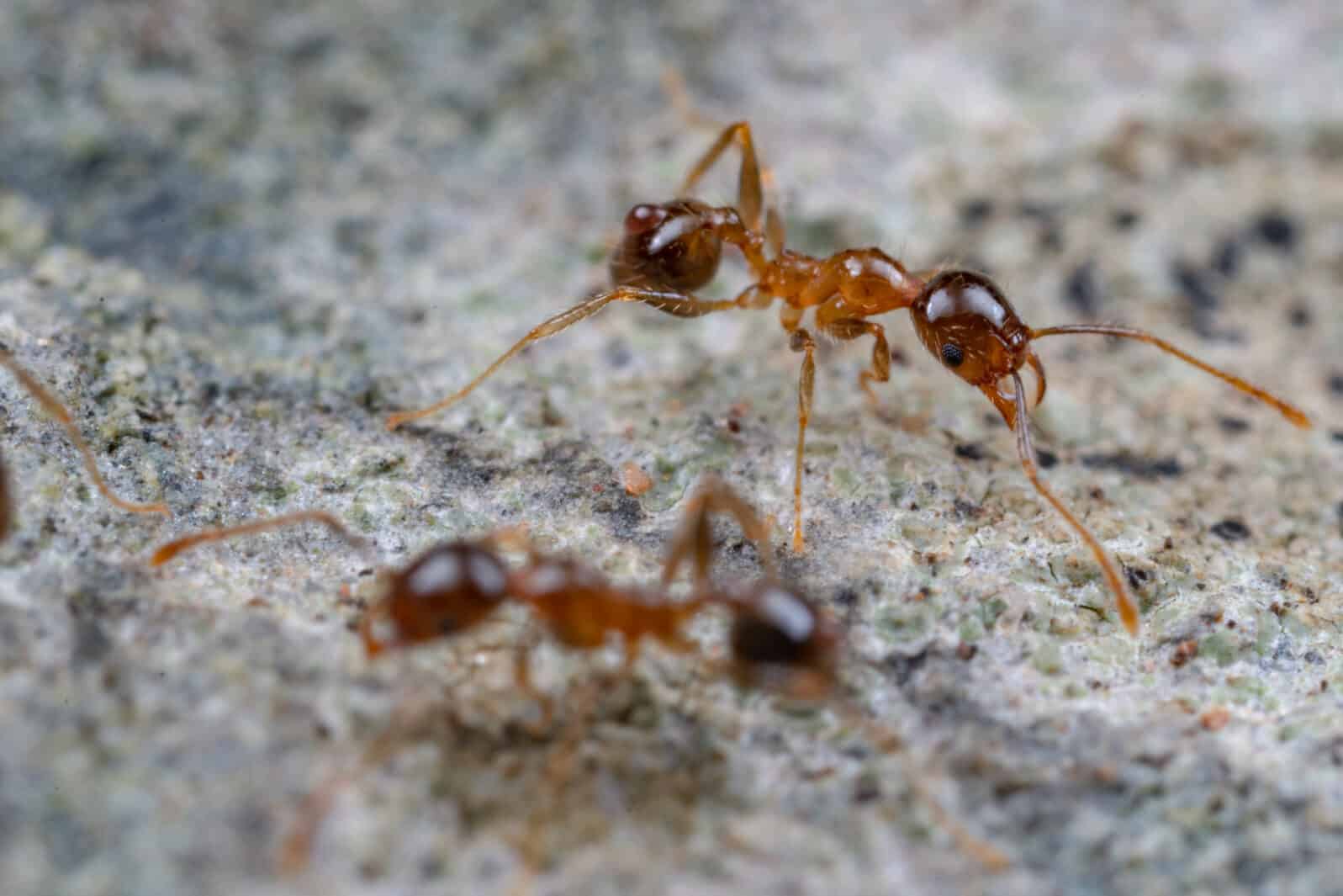Monday Micro Softy 83: A Swarm of Cowards?