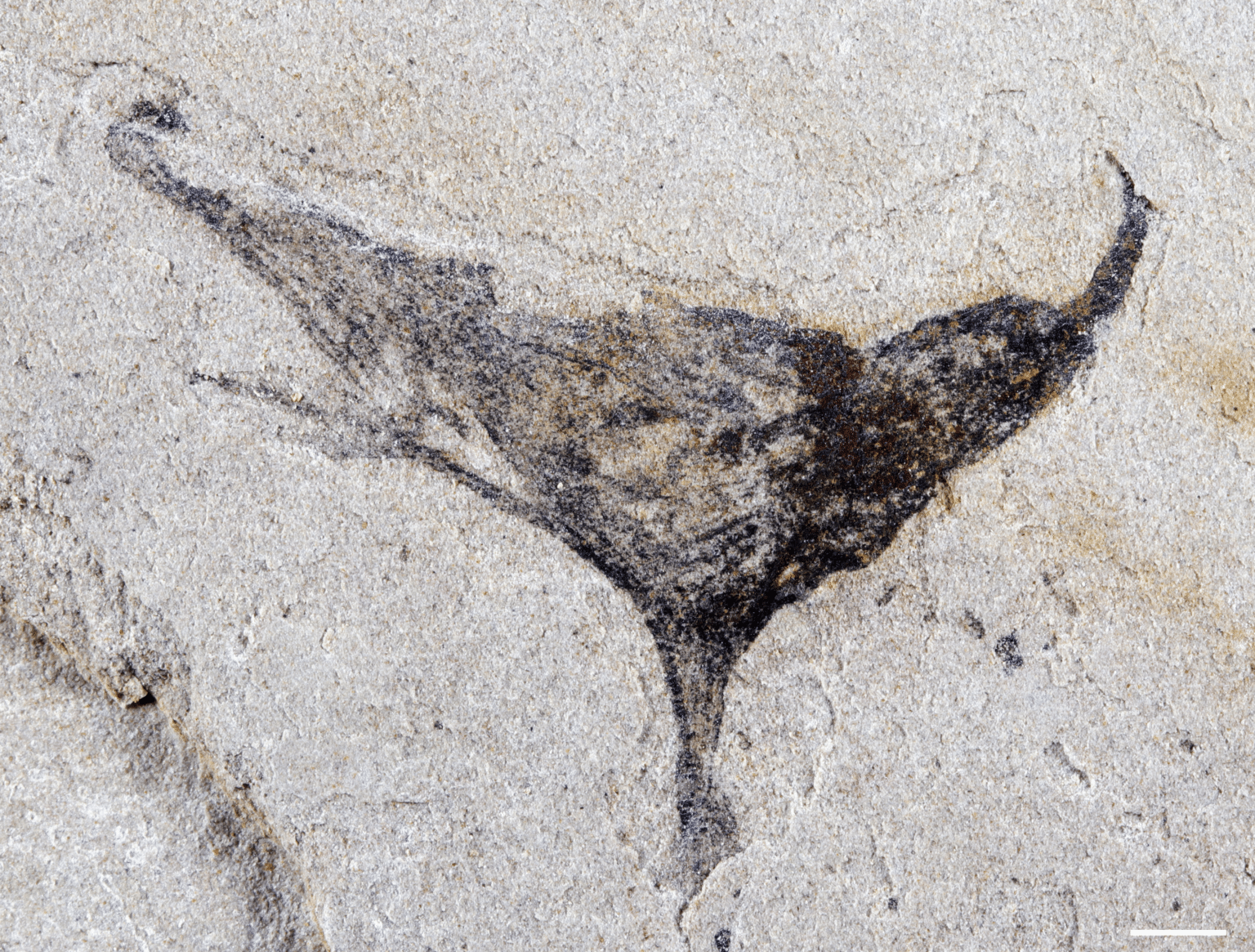Have New Fossil Finds Solved the Cambrian Enigma?