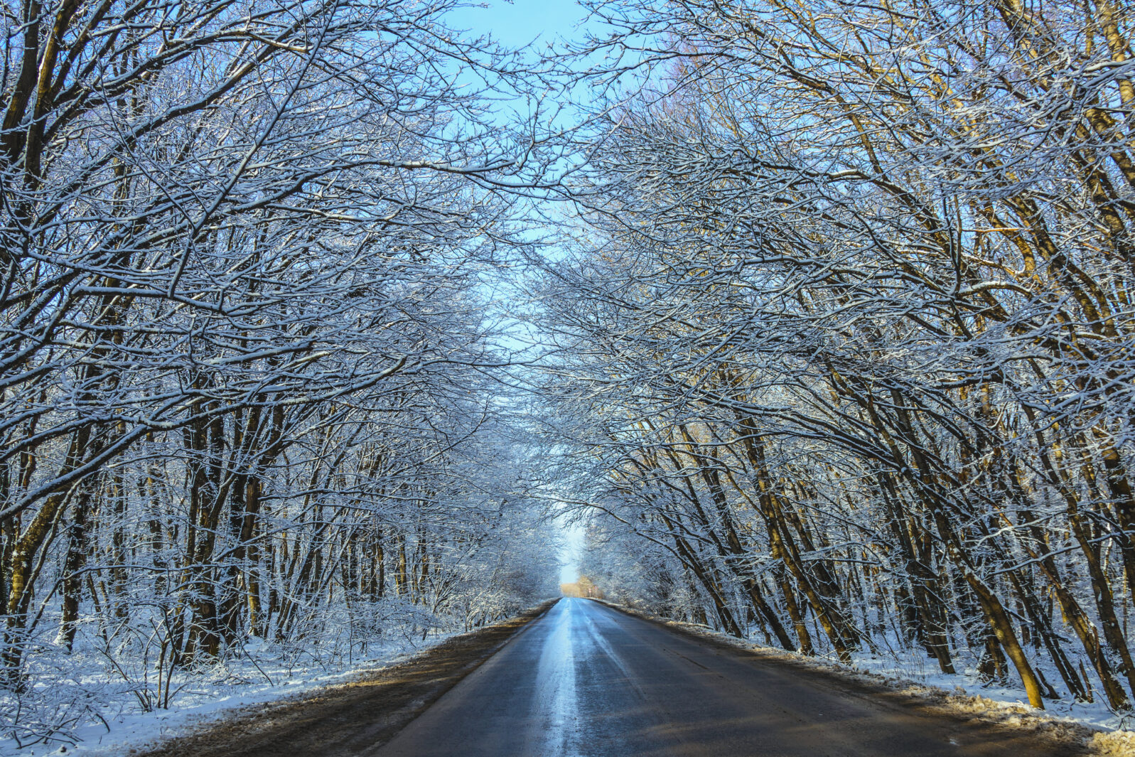 Canadian Town Grants Rights to Trees