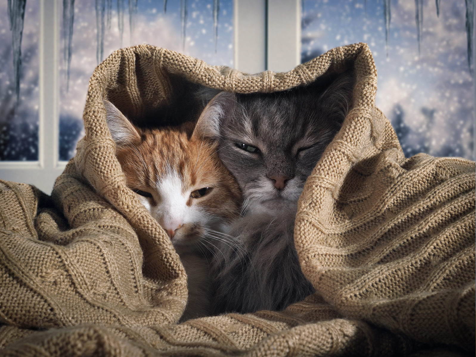 One Step Beyond: Two Cats Defy Mere Instincts