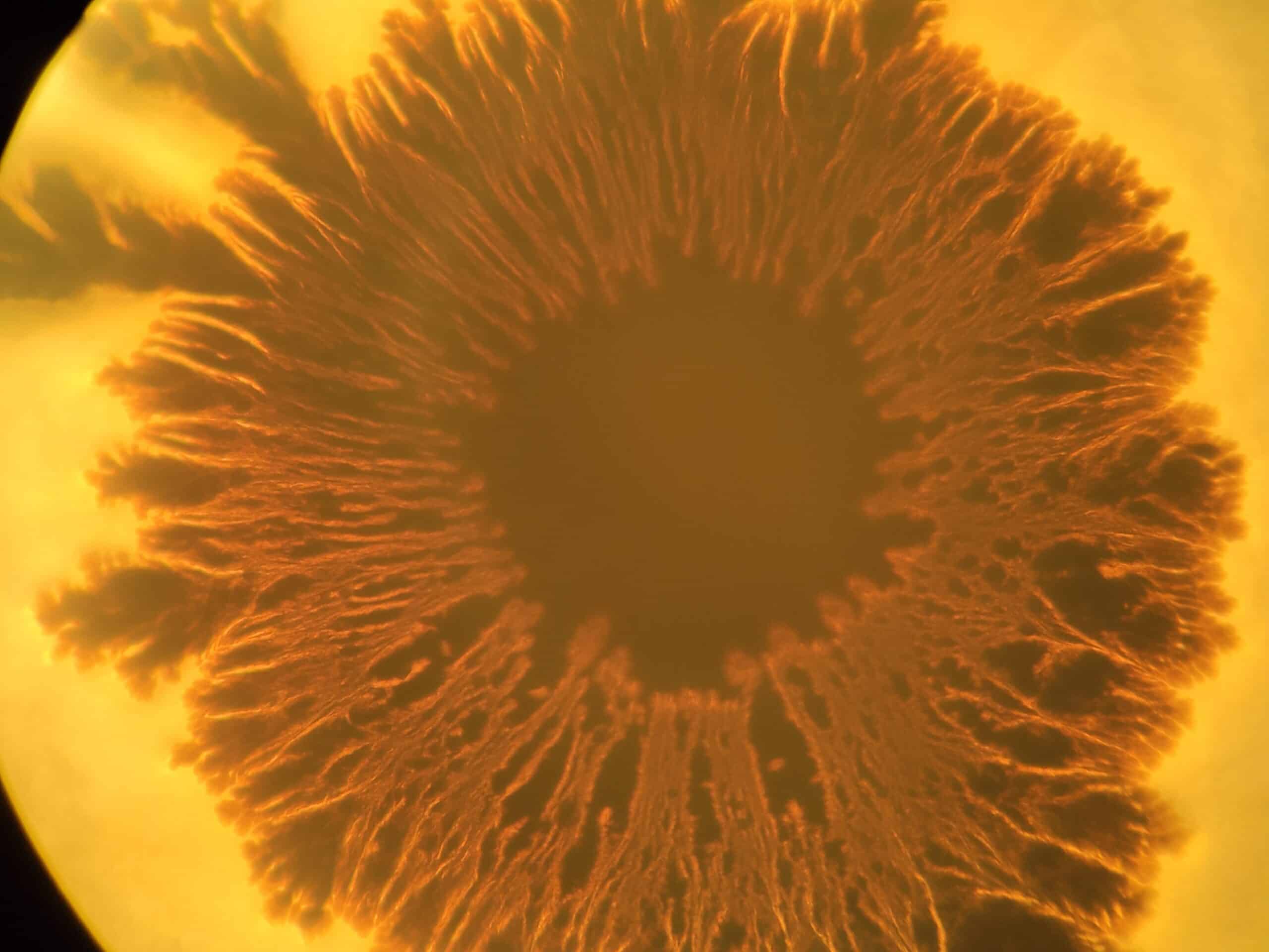 A Striking Example of Biological Information Processing