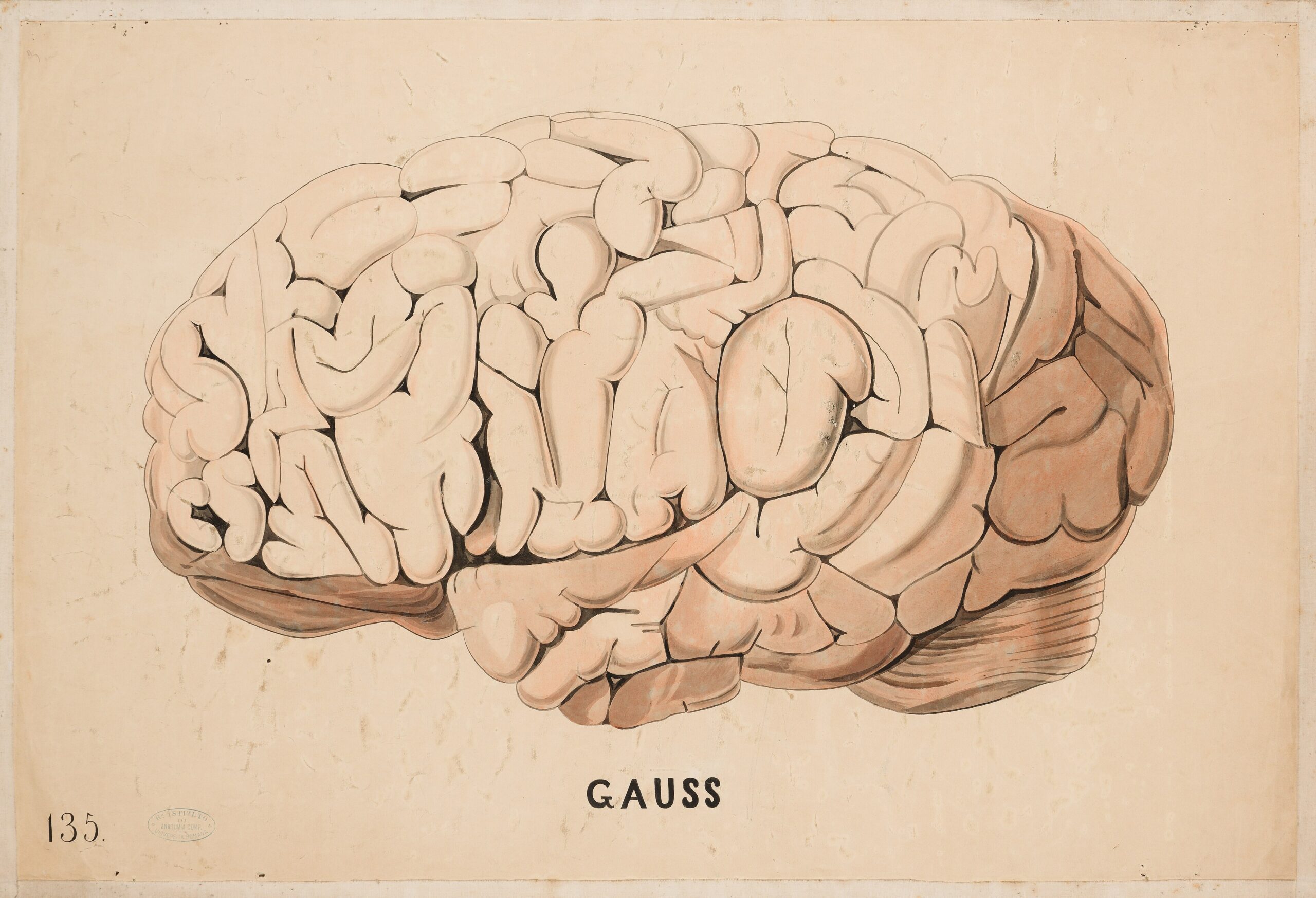 Science Journal: Human Brain Evolved “For No Particular Reason”