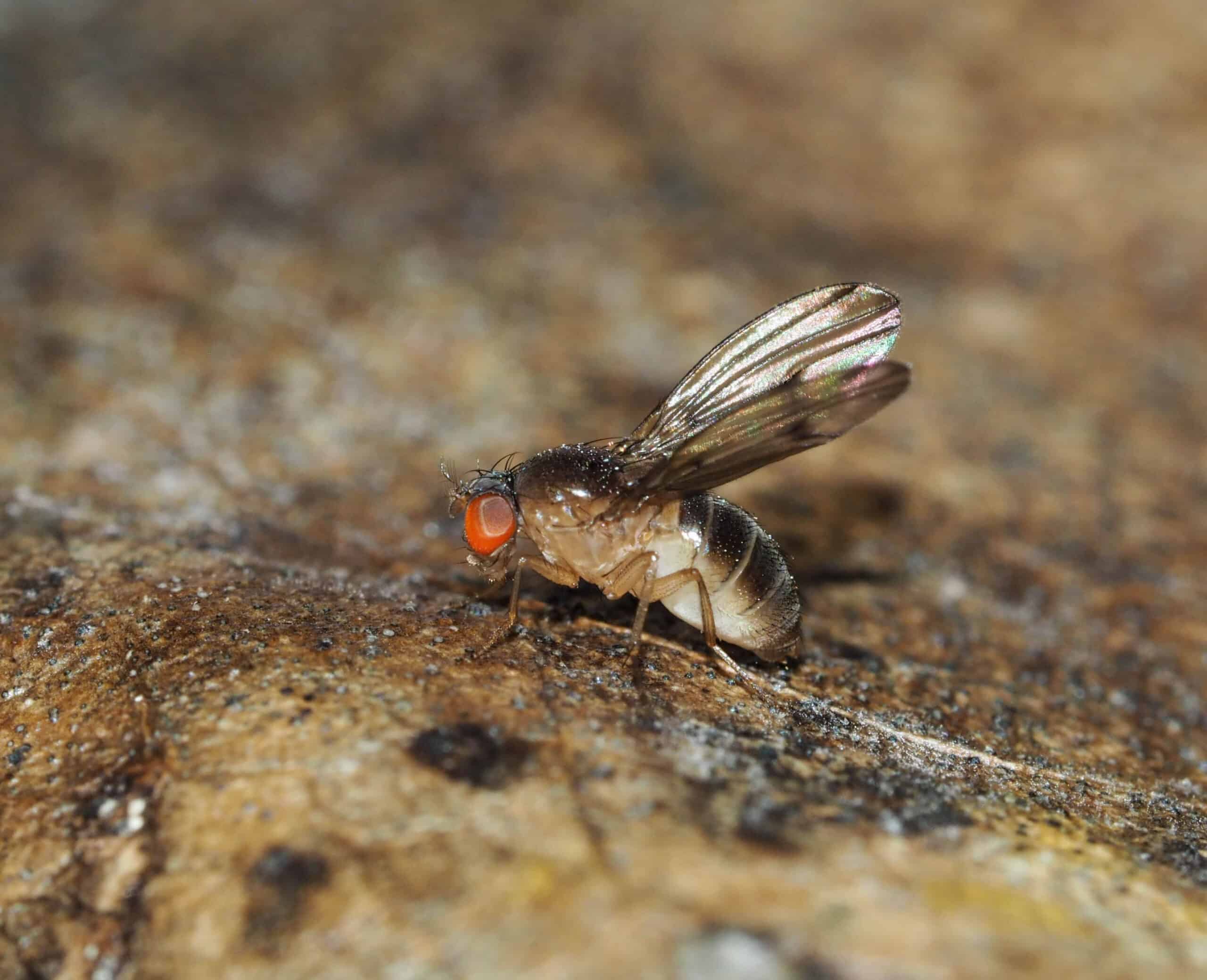 Biological Information: The Line of Descent