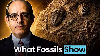 Does the Fossil Record Match Darwin's Theory of Evolution?