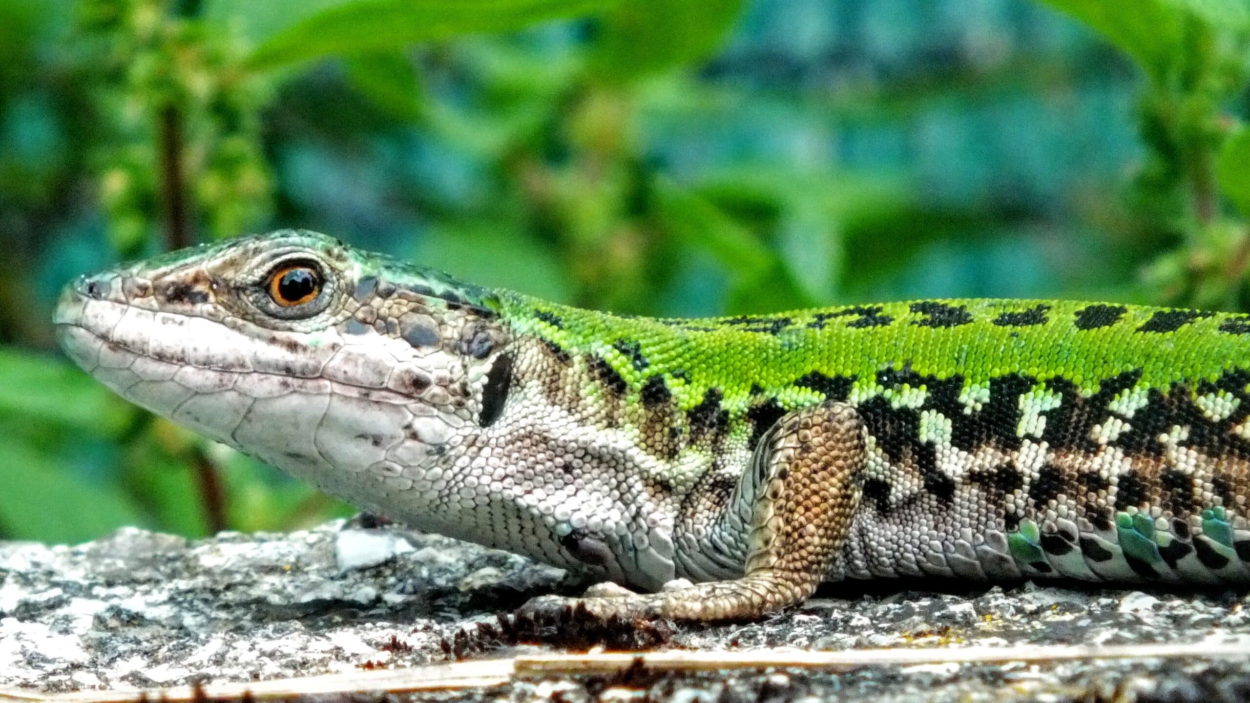 Evolution of Biological Information: Lizards and a “New” Organ