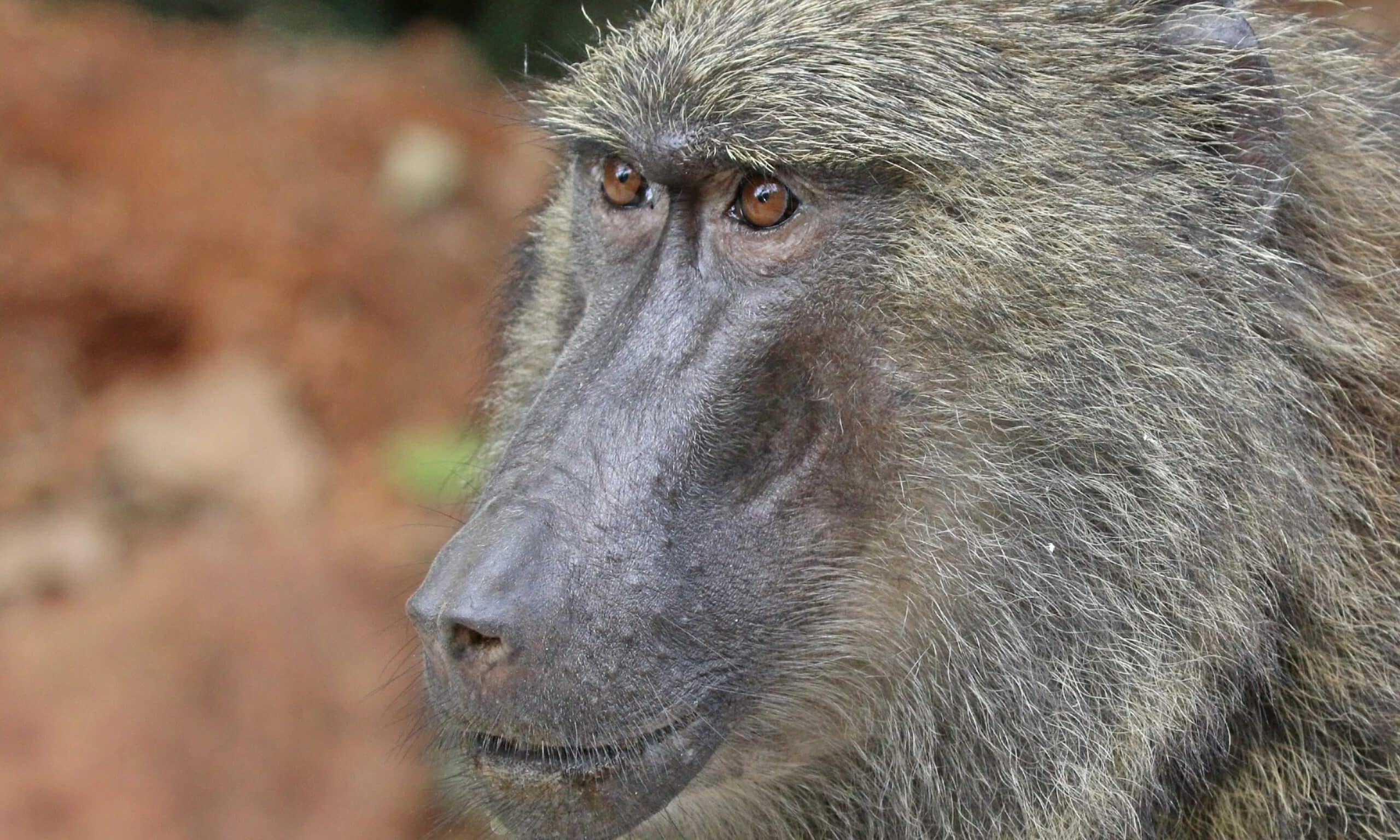 New Book Probes Evolution as a “Catholic Dilemma”