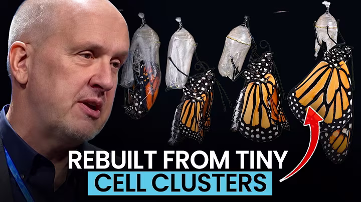 From Egg to Butterfly: Paul Nelson Explains the Coordinated Transformation